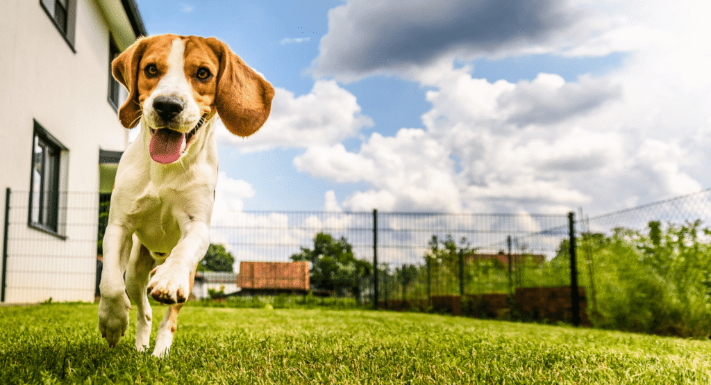 Rodowód psa - czym jest i na co uważać? - Polska Federacja Kynologiczna
