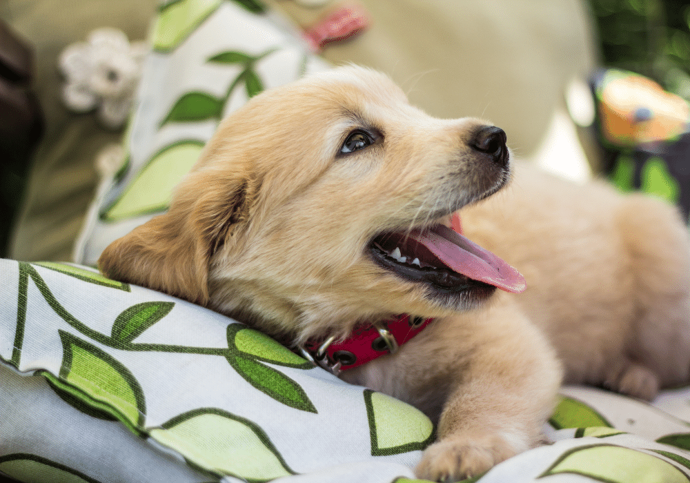 Rodowód psa - czym jest i na co uważać? - Polska Federacja Kynologiczna