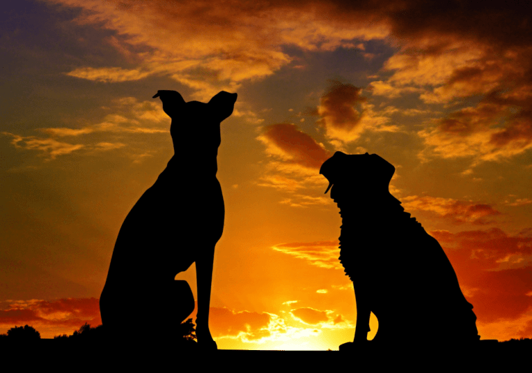 Pseudohodowla, pseudohodowle – czym jest pseudohodowla?