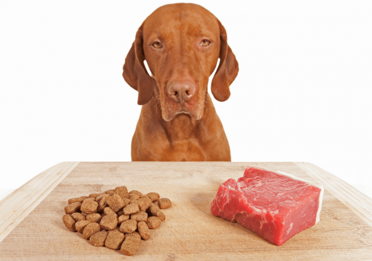 ranking karm psów - 2022 - internetowy sklep zoologiczny ZooArt