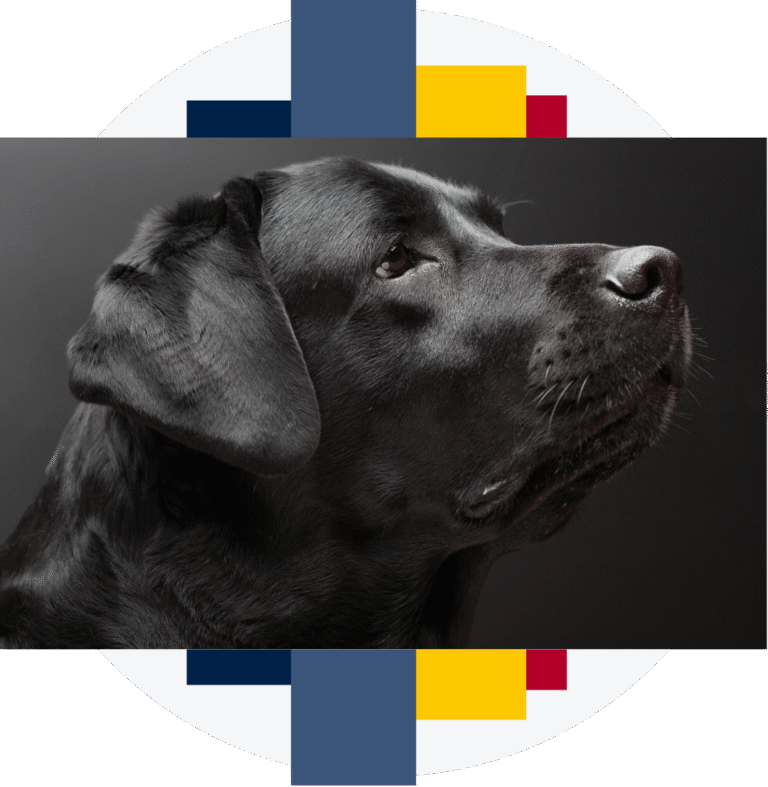 Polska Federacja Kynologiczna - ogólnokrajowa organizacja kynologiczna