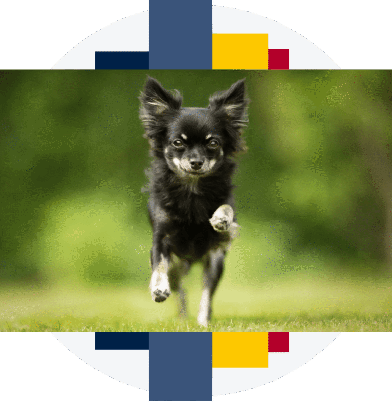 Polska Federacja Kynologiczna - ogólnokrajowa organizacja kynologiczna