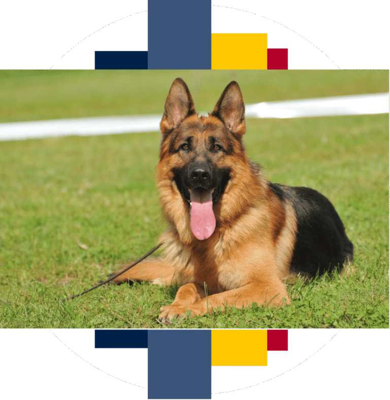 Psy rasowe z badaniami DNA - Polska Federacja Kynologiczna