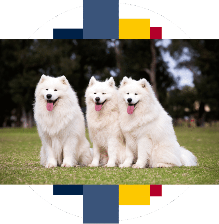 wystawy i championaty - Polska Federacja Kynologiczna