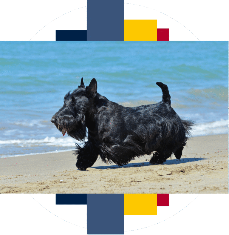 Polska Federacja Kynologiczna - z miłości do kynologii