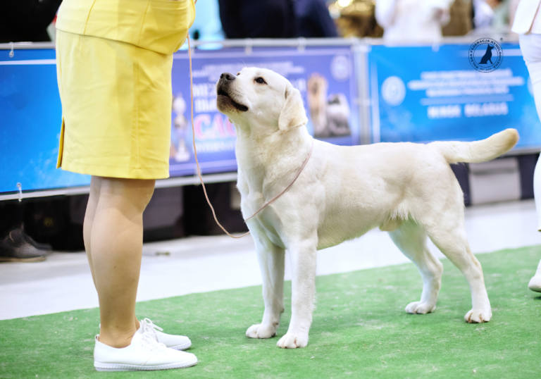 Best in Show bez mitów: jak sędzia podejmuje decyzję i dlaczego „handling” to nie wszystko - Polska Federacja Kynologiczna